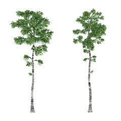 birch tree isolated