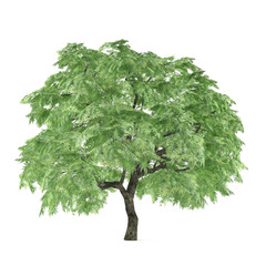 Tree isolated. Acer palmatum