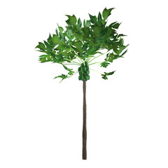 Obraz premium Palm plant tree isolated. Carica papaya