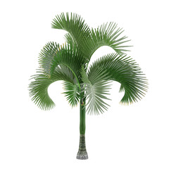 Palm tree isolated. Carpoxylon macrospermum