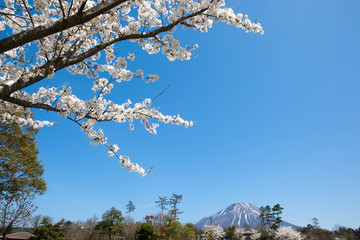 桜の花と空
