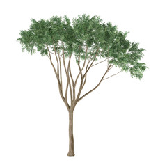 Tree isolated. Ulmus Campestris
