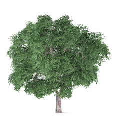 Tree isolated. Ulmus