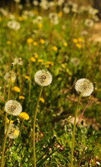 Dandelion field - Taraxacum sp