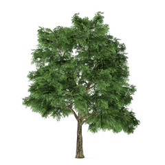 Tree isolated. Quercus