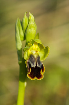 Wild orchid hybrid - Ophrys × battandieri