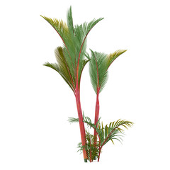 Palm plant tree isolated. Cyrtostachys renda