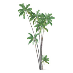 Palm tree isolated. Oncosperma tigillarium