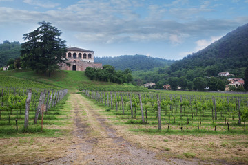 Fototapeta na wymiar landscape of the Tuscan hills and vineyards of Chianti