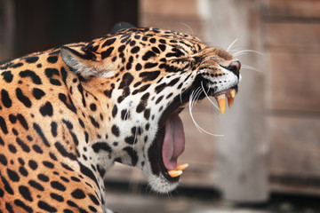 Roaring Jaguar. Portrait  of wild animal - obrazy, fototapety, plakaty