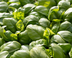 green aromatic Mediterranean basil leaves all close together
