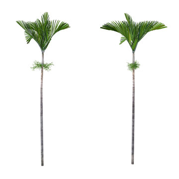 Palm tree isolated. Veitchia joannis