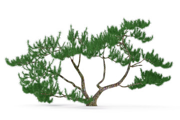 Plant tree isolated. exotic pine