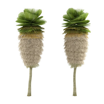 Palm plant tree isolated. Copernicia macroglossa