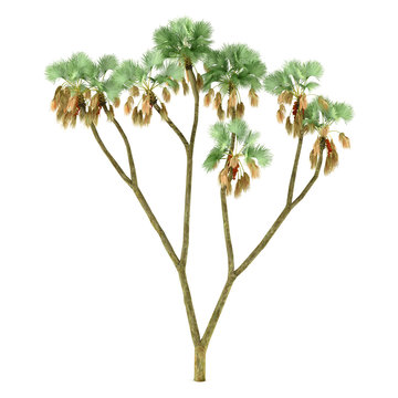 Palm plant tree isolated. Hyphaene thebaica