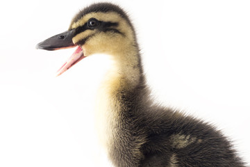American Pekin Duckling