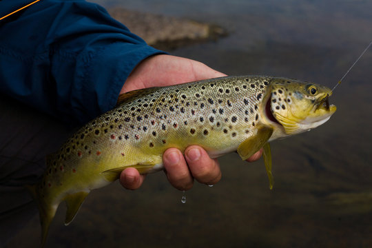 brown trout in the hands of men