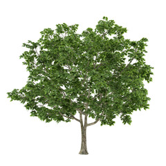 Tree isolated. Acer platanoides maple
