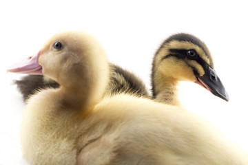 American Pekin Duckling