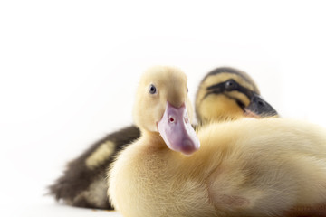American Pekin Duckling
