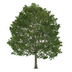 Tree isolated. Carpinus