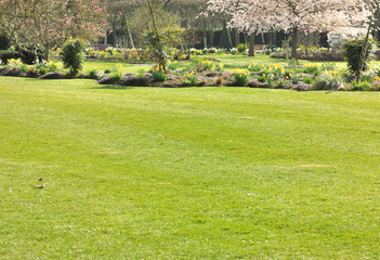 gazon dans jardin arboré