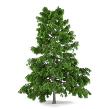 Tree pine isolated. Cedrus deodara