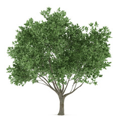 Tree isolated. Olea europaea