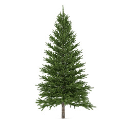 Fototapeta premium Tree isolated. Pinus fir-tree
