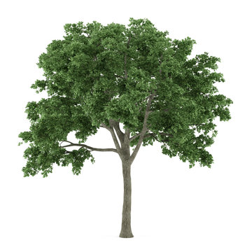 Tree isolated. Ulmus