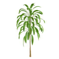 Palm plant tree isolated. Cordyline petiolaris