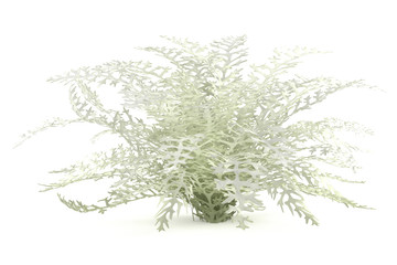 Plant bush isolated. Dusty miller