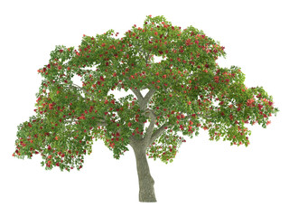 Tree isolated. Erythrina