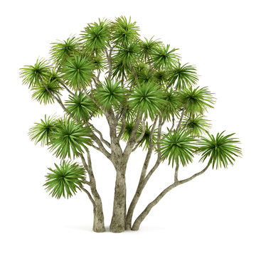 Palm plant tree isolated. Cordyline australis © Flash concept