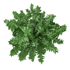 Plant bush isolated. Ligustrum ovalifolium top