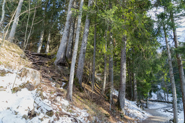 Walk path in alpine forest on Dolomites mountains