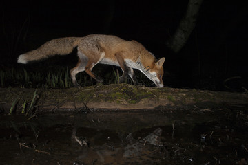 Red Fox - Vulpes ulpes