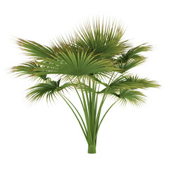 Palm tree isolated. Lodoicea maldivica
