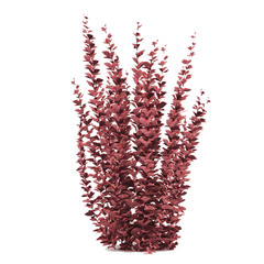 Plant bush. Berberis thunbergi helmond pillar