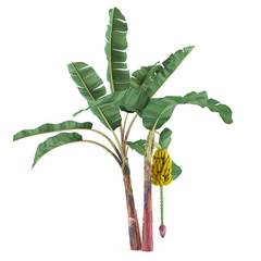 Palm plant tree isolated. Musa acuminata banana © Flash Vector