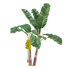Palm plant tree isolated. Musa acuminata banana