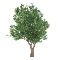 Olive Tree isolated. Olea europaea