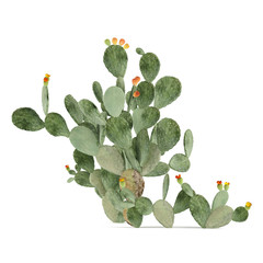 Plant isolated. Opuntia ficus-indica