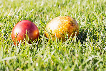 Two Red and Easter Eggs On Sunny Grass