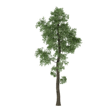 Tree isolated. Populus x canescens