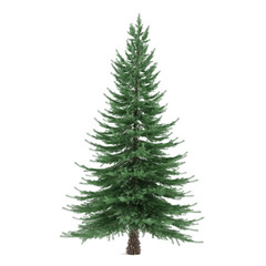 Tree isolated. Picea fir-tree