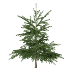 Little pine tree bush isolated. Pinus fir-tree