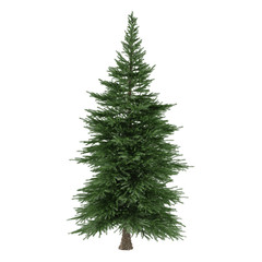 Tree isolated. Picea fir-tree