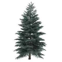 Tree isolated. Pinus sylvestris