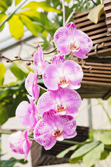 Branch Of Orchid